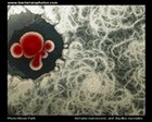 serratia and bacillus mycoides